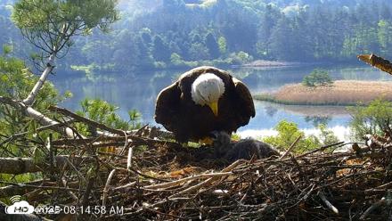 VINS Bald Eagles Nest Live Cams - May 19, 2026, 8:15am EDT