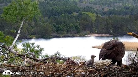 VINS Bald Eagles Nest Live Cams - May 5, 2026, 3:44pm EDT