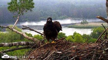 VINS Bald Eagles Nest Live Cams - Jun 28, 2026, 7:25am EDT