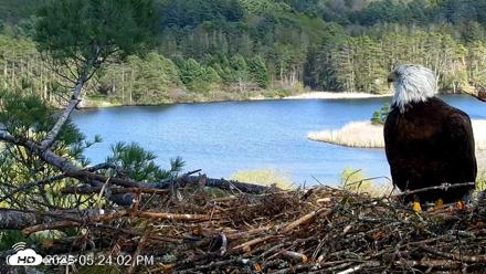 VINS Bald Eagles Nest Live Cams - May 7, 2026, 5:24pm EDT