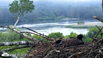 VINS Bald Eagles Nest Live Cams - Jun 27, 2026, 5:22am EDT