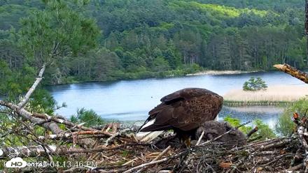 VINS Bald Eagles Nest Live Cams - May 27, 2026, 4:14pm EDT