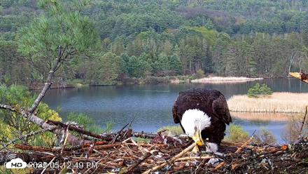 VINS Bald Eagles Nest Live Cams - May 5, 2026, 5:13pm EDT