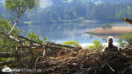 VINS Bald Eagles Nest Live Cams - May 19, 2026, 8:00am EDT