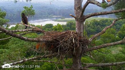 VINS Bald Eagles Nest Live Cams - Jul 28, 2026, 6:12pm EDT