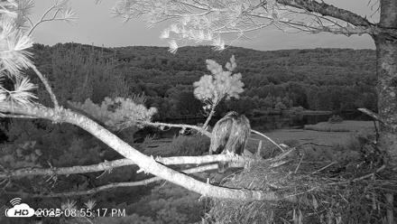 VINS Bald Eagles Nest Live Cams - Jul 5, 2026, 8:56pm EDT