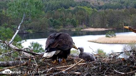 VINS Bald Eagles Nest Live Cams - May 11, 2026, 7:41pm EDT
