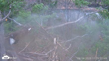 VINS Bald Eagles Nest Live Cams - Apr 14, 2026, 11:30am EDT