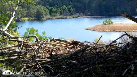 VINS Bald Eagles Nest Live Cams - May 1, 2026, 11:57am EDT