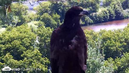 VINS Bald Eagles Nest Live Cams - Jul 23, 2026, 12:47pm EDT