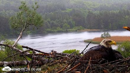 VINS Bald Eagles Nest Live Cams - May 30, 2026, 6:24am EDT