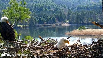 VINS Bald Eagles Nest Live Cams - Apr 26, 2026, 9:50am EDT