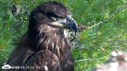 VINS Bald Eagles Nest Live Cams - Jul 26, 2026, 8:25am EDT