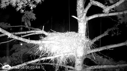 VINS Bald Eagles Nest Live Cams - Jul 30, 2026, 4:06am EDT