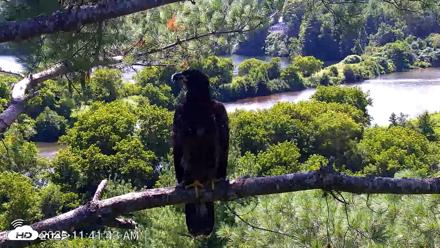 VINS Bald Eagles Nest Live Cams - Jul 23, 2026, 11:42am EDT