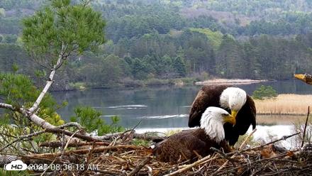 VINS Bald Eagles Nest Live Cams - May 6, 2026, 8:37am EDT