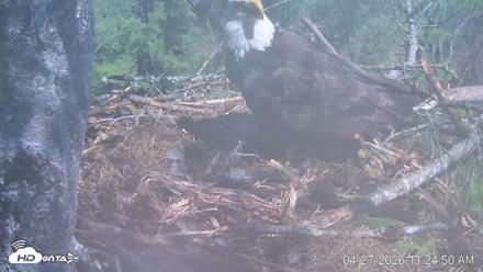 VINS Bald Eagles Nest Live Cams - Apr 27, 2026, 11:25am EDT
