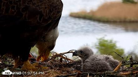 VINS Bald Eagles Nest Live Cams - May 13, 2026, 1:08pm EDT