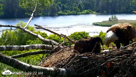 VINS Bald Eagles Nest Live Cams - Jun 24, 2026, 10:24am EDT