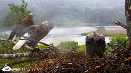 VINS Bald Eagles Nest Live Cams - Jun 18, 2026, 11:36am EDT