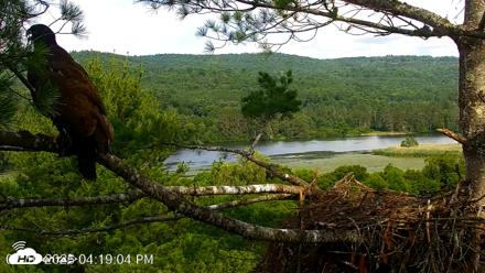 VINS Bald Eagles Nest Live Cams - Jul 10, 2026, 4:20pm EDT