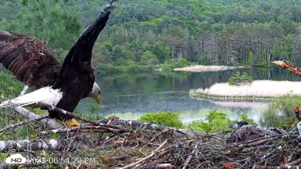 VINS Bald Eagles Nest Live Cams - May 29, 2026, 6:55pm EDT
