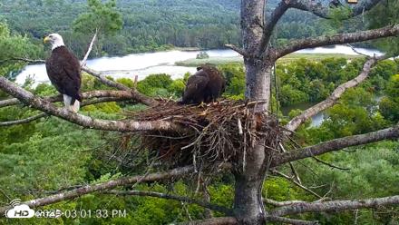 VINS Bald Eagles Nest Live Cams - Aug 15, 2026, 3:02pm EDT