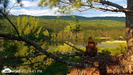 VINS Bald Eagles Nest Live Cams - Jul 9, 2026, 7:25pm EDT