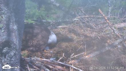 VINS Bald Eagles Nest Live Cams - Apr 24, 2026, 11:53am EDT