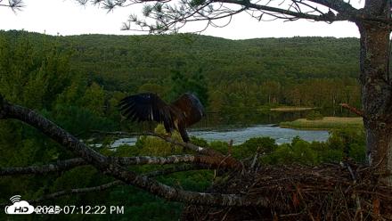 VINS Bald Eagles Nest Live Cams - Jul 17, 2026, 7:13pm EDT