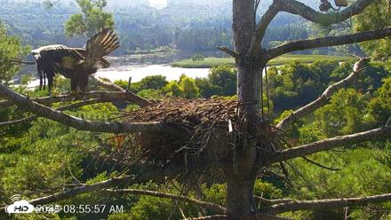 VINS Bald Eagles Nest Live Cams - Aug 12, 2026, 8:56am EDT