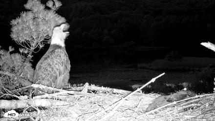 VINS Bald Eagles Nest Live Cams - Jun 3, 2026, 4:33am EDT