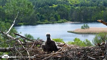 VINS Bald Eagles Nest Live Cams - May 21, 2026, 9:32am EDT