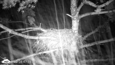 VINS Bald Eagles Nest Live Cams - Aug 13, 2026, 4:48am EDT