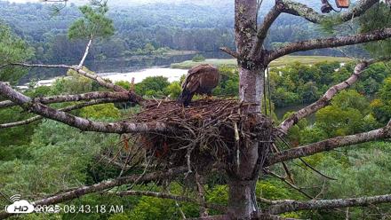 VINS Bald Eagles Nest Live Cams - Aug 18, 2026, 8:44am EDT