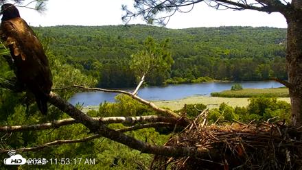 VINS Bald Eagles Nest Live Cams - Jul 17, 2026, 11:54am EDT