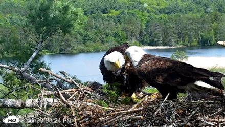VINS Bald Eagles Nest Live Cams - May 21, 2026, 3:55pm EDT