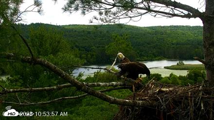 VINS Bald Eagles Nest Live Cams - Jul 10, 2026, 10:55am EDT