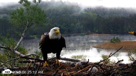 VINS Bald Eagles Nest Live Cams - May 7, 2026, 6:26am EDT