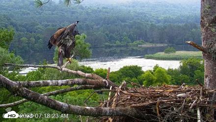 VINS Bald Eagles Nest Live Cams - Jul 22, 2026, 7:19am EDT
