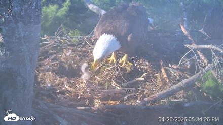 VINS Bald Eagles Nest Live Cams - Apr 26, 2026, 5:35pm EDT
