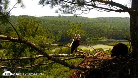 VINS Bald Eagles Nest Live Cams - Jul 5, 2026, 12:03pm EDT