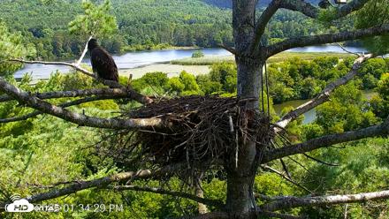 VINS Bald Eagles Nest Live Cams - Aug 15, 2026, 1:36pm EDT