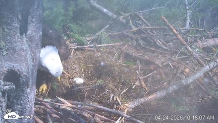 VINS Bald Eagles Nest Live Cams - Apr 24, 2026, 10:18am EDT