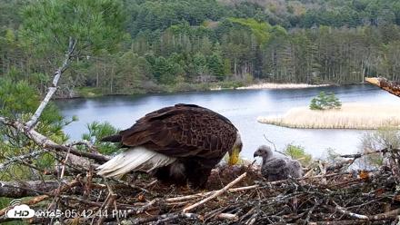 VINS Bald Eagles Nest Live Cams - May 11, 2026, 5:43pm EDT