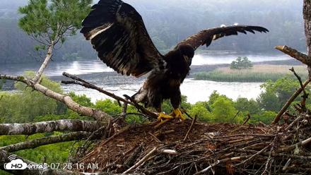 VINS Bald Eagles Nest Live Cams - Jun 28, 2026, 7:26am EDT
