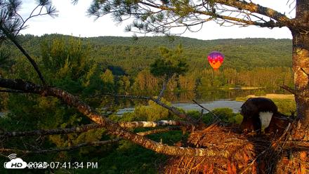 VINS Bald Eagles Nest Live Cams - Jul 8, 2026, 7:42pm EDT