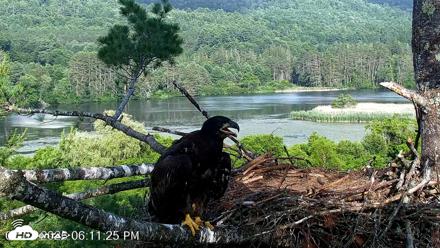 VINS Bald Eagles Nest Live Cams - Jul 2, 2026, 6:12pm EDT