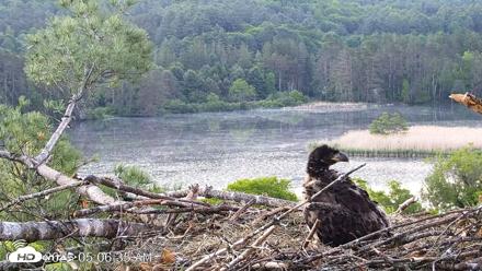 VINS Bald Eagles Nest Live Cams - Jun 3, 2026, 5:08am EDT
