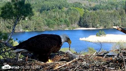 VINS Bald Eagles Nest Live Cams - May 10, 2026, 5:21pm EDT